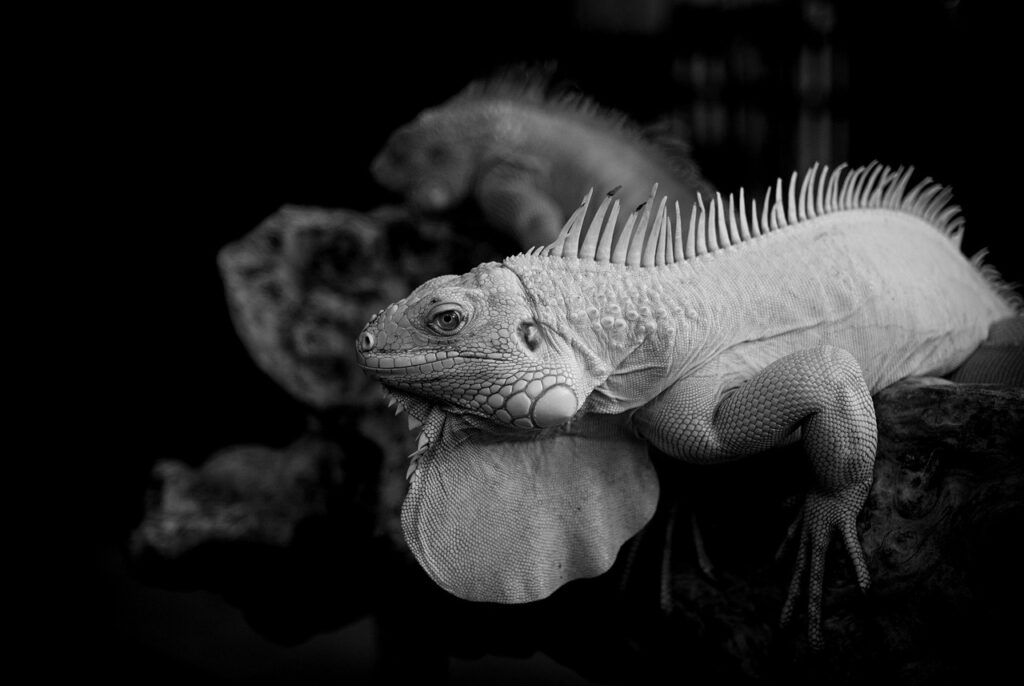 豊胸シリコンとヒアルロンの比較で知っておくべきポイントは？