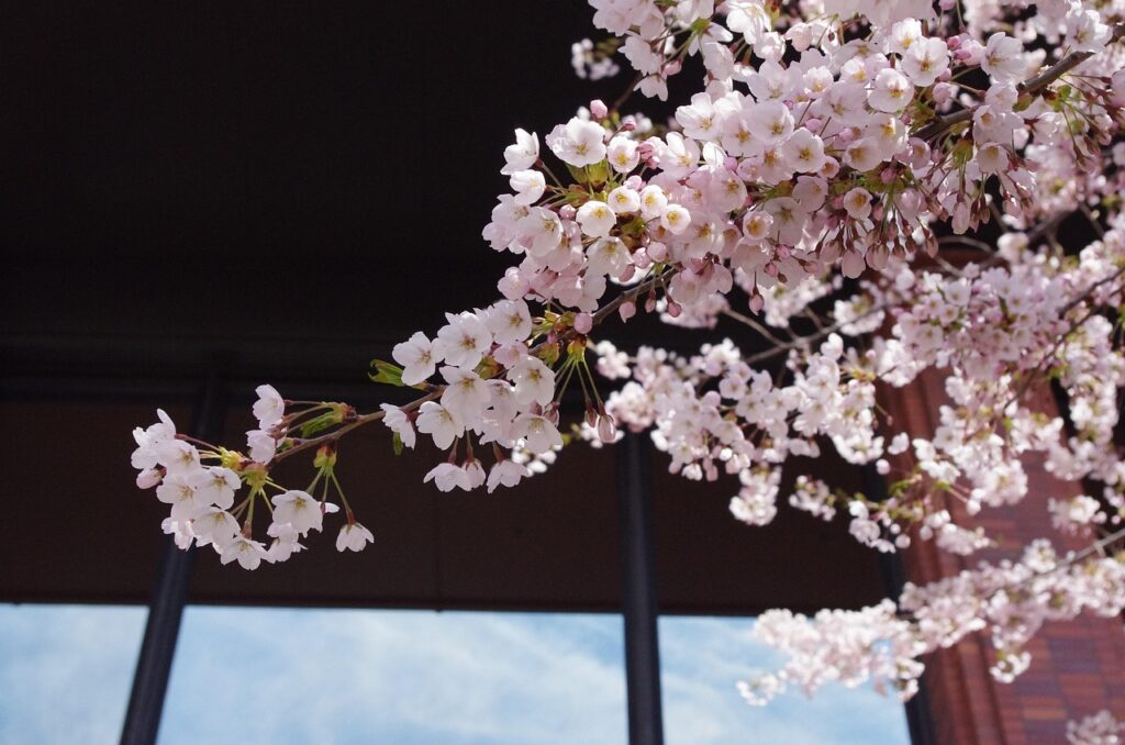 札幌で豊胸を考える方におすすめのクリニックは？