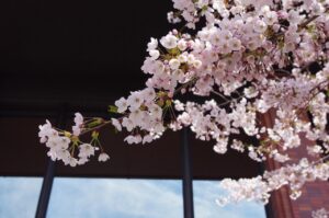 札幌で豊胸を考える方におすすめのクリニックは？