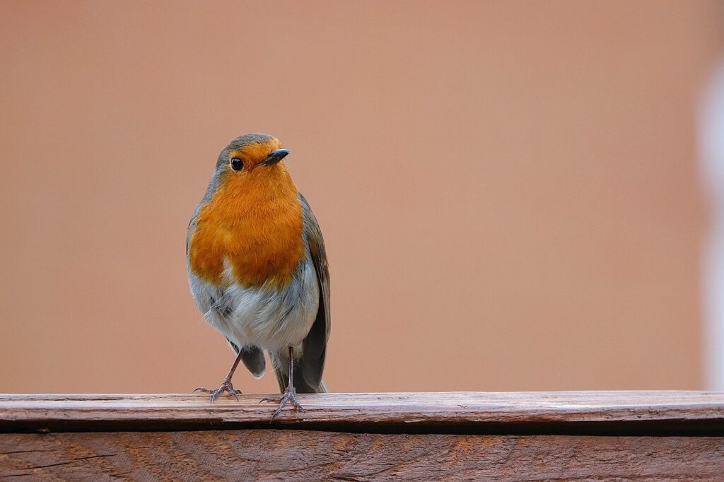 豊胸手術を安い病院で受けるための探し方は？